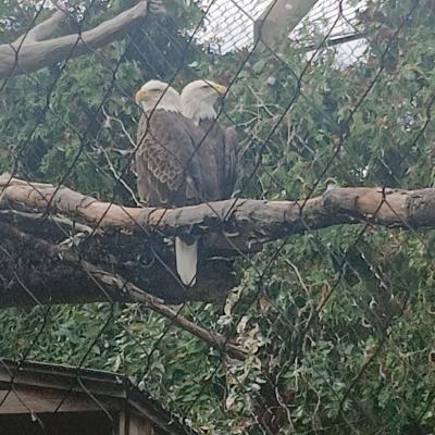 Bald eagles