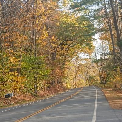 A road surrounded by the changing leaves