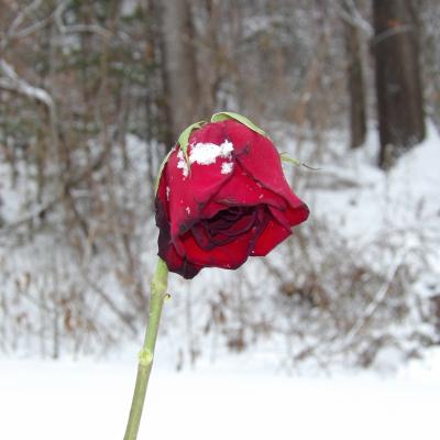 A dying rose in the snow