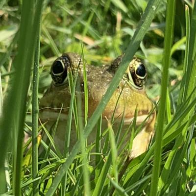 A close up of a frog in tall grass