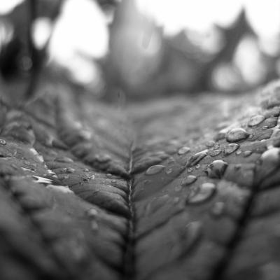 A close up, black and white picture of a leaf covered with raindrops.