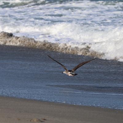 A Slaty-backed gull flying right above a beach, gliding along the coast as a wave crashes in the background 