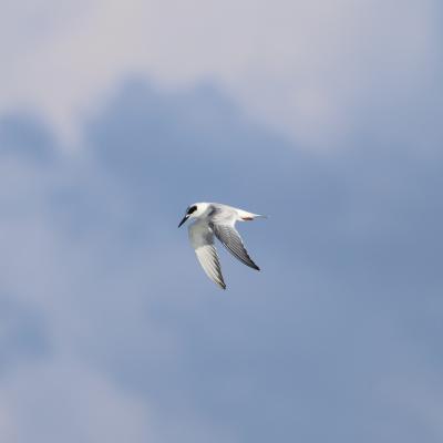 A Sternum Maximum cups it’s white tipped wings and glides down the illustrious white and blue sky.
