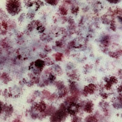 Picture of a paper towel stained purple from blueberries
