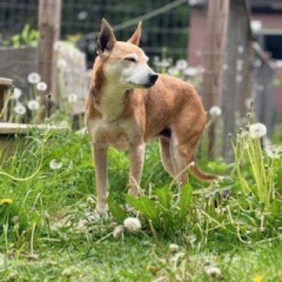 a god with her eyes closed and dandelion fuzz blowing around her