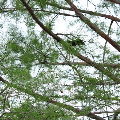 Crow covered by leaves on a tree branch