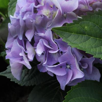 Purple Hydrangea slightly covered by a leaf