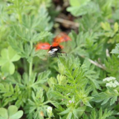 A lady bug taking off