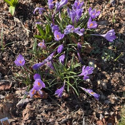 A patch of purple crocuses in dark green grass