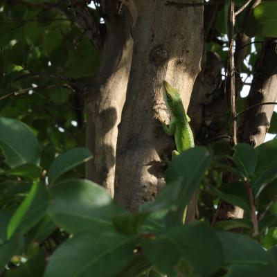 A lizard surrounded by leaves
