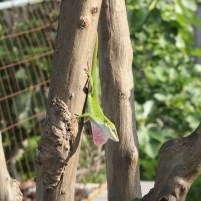 A lizard puffing out its neck