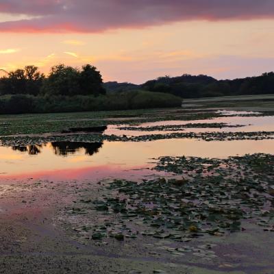 A picture of a sunset's light breaking against the surface of a lake. 