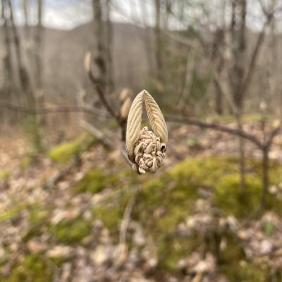 A leaf unfurling, looks like wings curled up, angelic.