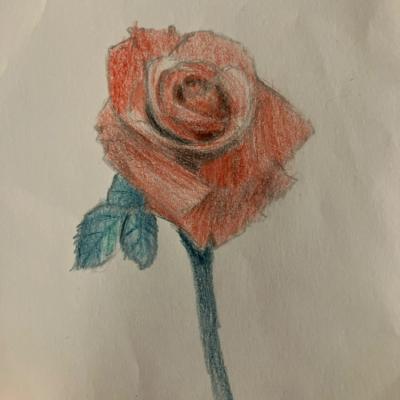 Drawing of rose drawn in colored pencil