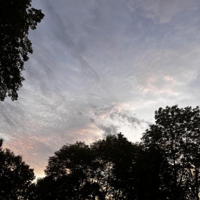 Behind a silhouette of trees is a gray and pink sky with fluffy clouds.