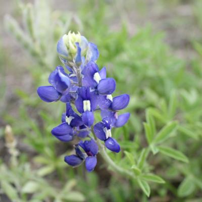 A bluebonnet