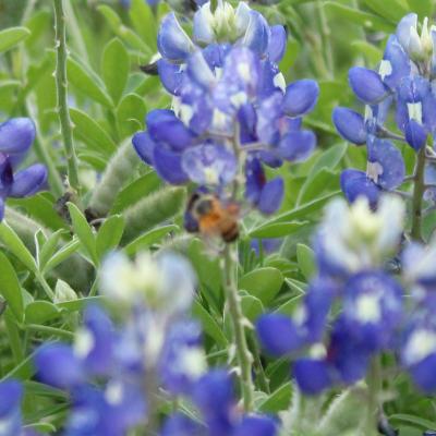 Bee on a Bluebonnet flower