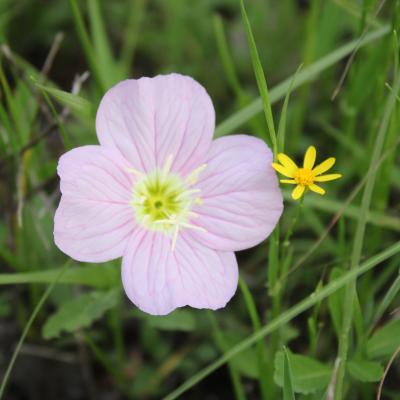 A pink lady flower that is much larger than the yellow Texas Groundsel next to it