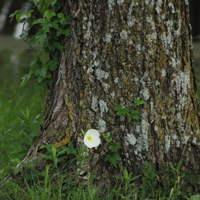 White wildflower in front of a Ivy covered tree trunk