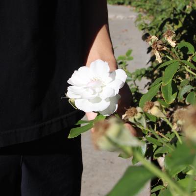 A white flower meets the noir shadow of a teenage boy's shirt. 