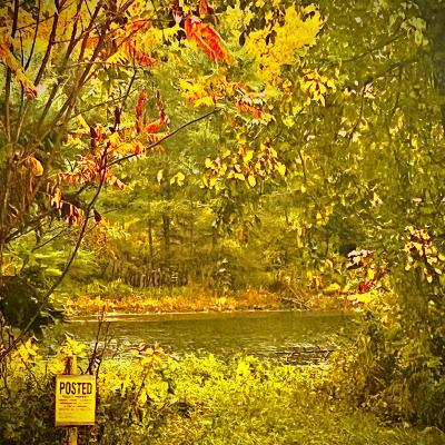 The image shows a quiet autumn scene framed by overhanging branches. At the top, bright red and orange leaves mix with yellow and green foliage. In the center, a dark, still pond sits under a soft, overcast sky. The foreground is covered in tall grass and fallen leaves, featuring a bright yellow "POSTED" sign on a wooden stake. This small sign stands out against the natural, colorful woods.