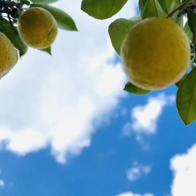 lemons against sky