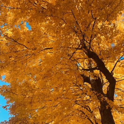 A golden tree against the brilliant blue sky