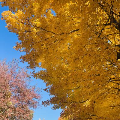 Gold leaves against then blue sky