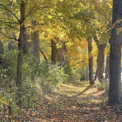 Trees everywhere and leaves on the footpath 