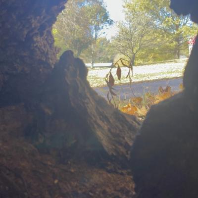 Inside a hallow tree