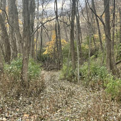 A cold walkway with trees but no leaves on them