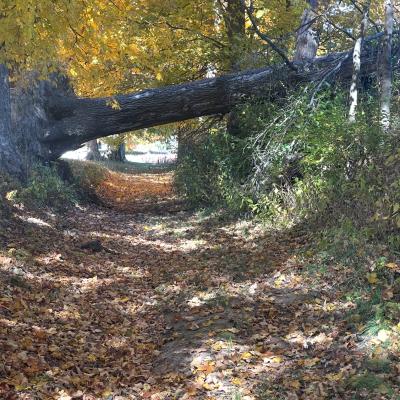 Fallen tree path 