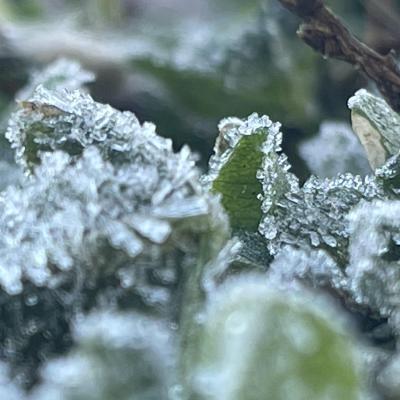Frozen clover 