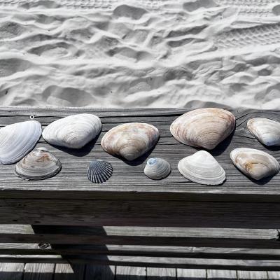 sea shells beach sand