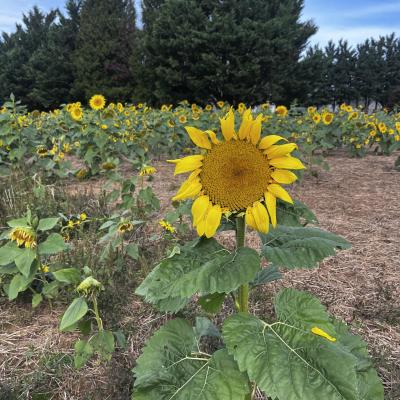 field of sunflowers