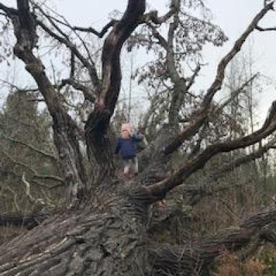 A giant fallen tree with no leaves against a grayish sky; a child in a pink hat walks up on it.