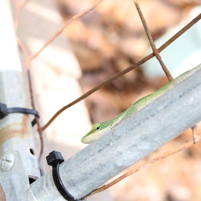 Lizard on a garden wire fence