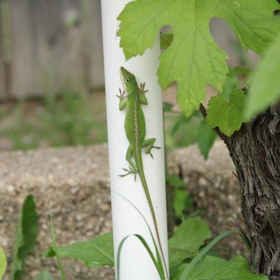 Lizard near a grape plant on a white pipe