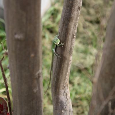 Lizard on a tree 