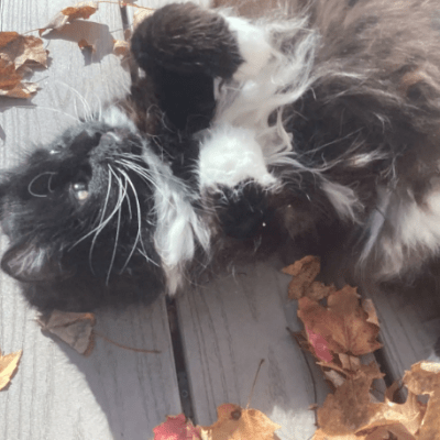 Cat playing with leaves on the deck