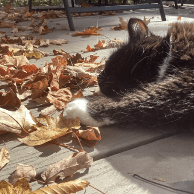 Cat reaching for leaves