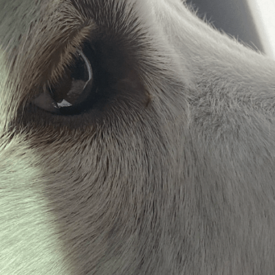 Dog's eye