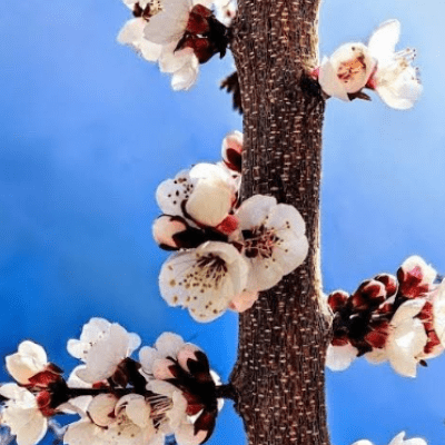 white blossoms of an apricot tree 