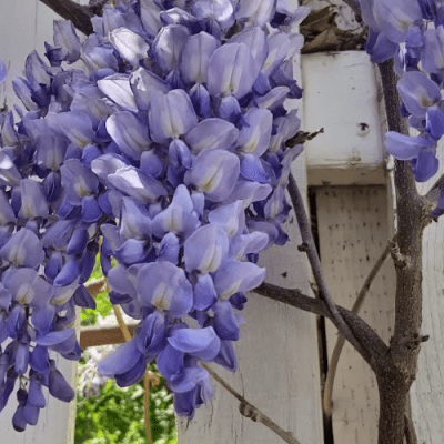 a Chinese wisteria