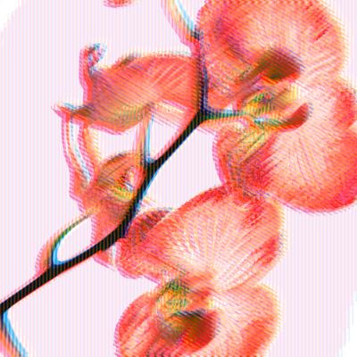 Orange Techo Orchard