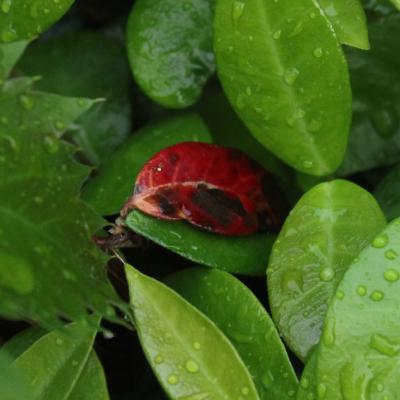 Red leaf in a bush of green leaves