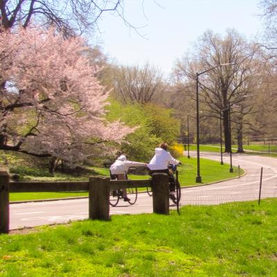 two friends ride side by side on bicycles in central park. holding each other with one hand. surrounded by beautiful trees. 