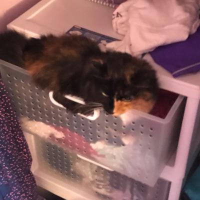 Cat hiding in drawers