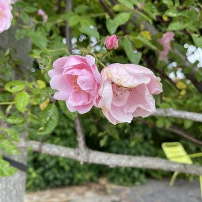 A photo of two pink flowers hanging from a trellis against a bright leafy green background.